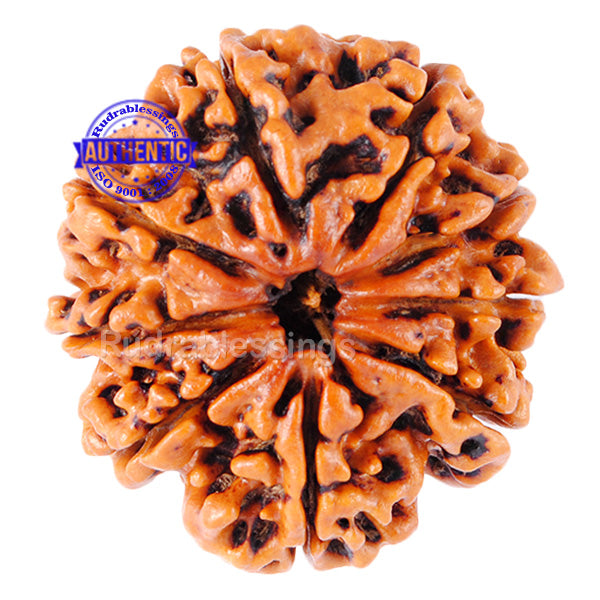 9 Mukhi Nepalese Rudraksha - Bead No. 54