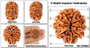 9 Mukhi Nepalese Rudraksha - Bead No. 54