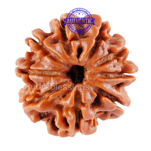 9 Mukhi Nepalese Rudraksha - Bead No. 55
