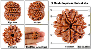 9 Mukhi Nepalese Rudraksha - Bead No. 55