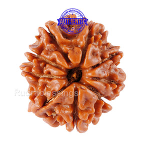 9 Mukhi Nepalese Rudraksha - Bead No. 57