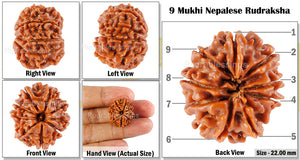 9 Mukhi Nepalese Rudraksha - Bead No. 57