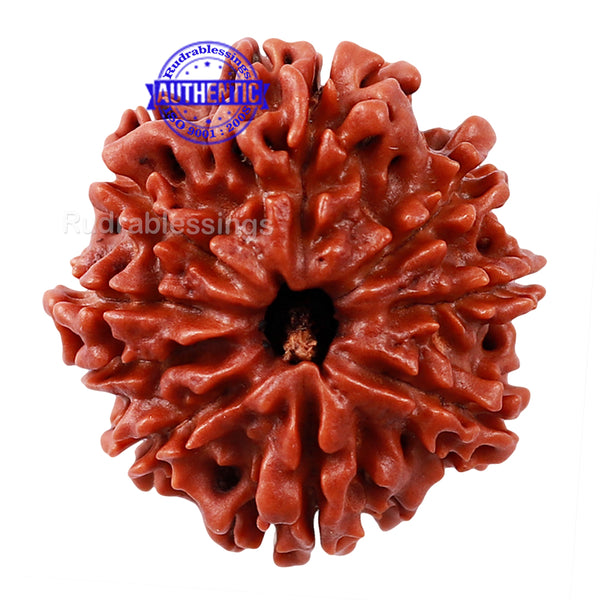 9 Mukhi Nepalese Rudraksha - Bead No. 58