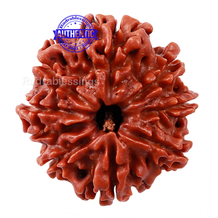 9 Mukhi Nepalese Rudraksha - Bead No. 58