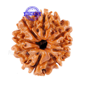 9 Mukhi Nepalese Rudraksha - Bead No. 58
