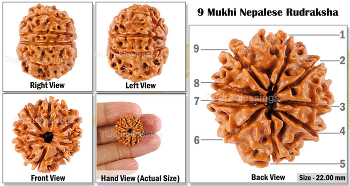 9 Mukhi Nepalese Rudraksha - Bead No. 58