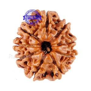 9 Mukhi Nepalese Rudraksha - Bead No. 59