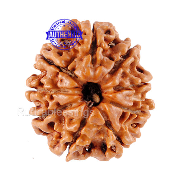 9 Mukhi Nepalese Rudraksha - Bead No. 59