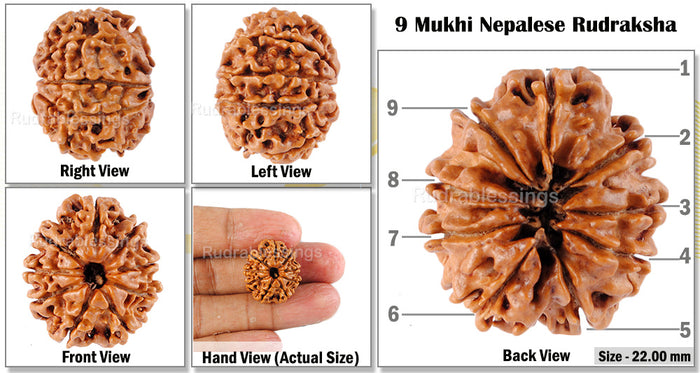 9 Mukhi Nepalese Rudraksha - Bead No. 59