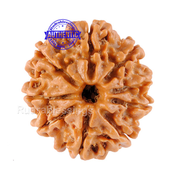 9 Mukhi Nepalese Rudraksha - Bead No. 61