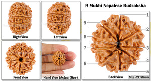 9 Mukhi Nepalese Rudraksha - Bead No. 61