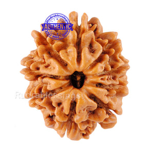 9 Mukhi Nepalese Rudraksha - Bead No. 62
