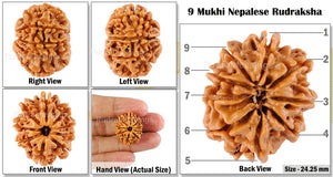 9 Mukhi Nepalese Rudraksha - Bead No. 62