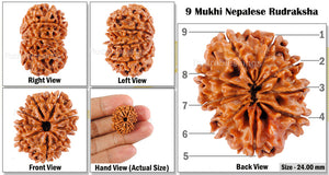 9 Mukhi Nepalese Rudraksha - Bead No. 63
