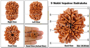 9 Mukhi Nepalese Rudraksha - Bead No. 64