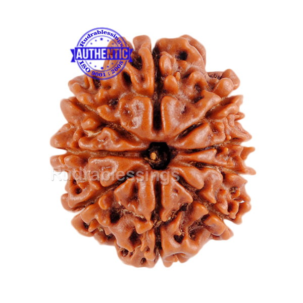 9 Mukhi Nepalese Rudraksha - Bead No. 65