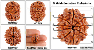 9 Mukhi Nepalese Rudraksha - Bead No. 65