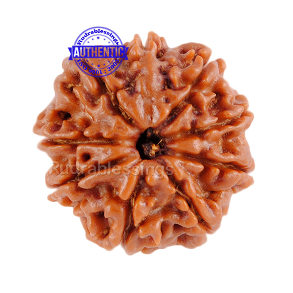 9 Mukhi Nepalese Rudraksha - Bead No. 67