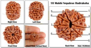 9 Mukhi Nepalese Rudraksha - Bead No. 67