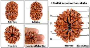 9 Mukhi Nepalese Rudraksha - Bead No. 68