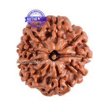 Load image into Gallery viewer, 9 Mukhi Nepalese Rudraksha - Bead No. 70
