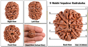 9 Mukhi Nepalese Rudraksha - Bead No. 70