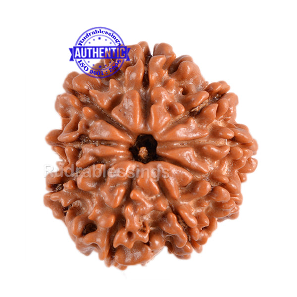 9 Mukhi Nepalese Rudraksha - Bead No. 71