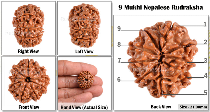 9 Mukhi Nepalese Rudraksha - Bead No. 71