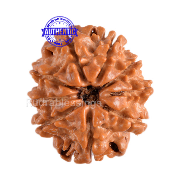 9 Mukhi Nepalese Rudraksha - Bead No. 72