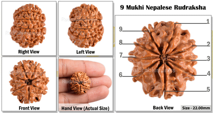 9 Mukhi Nepalese Rudraksha - Bead No. 72