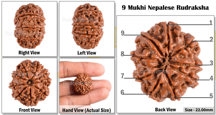 9 Mukhi Nepalese Rudraksha - Bead No. 73