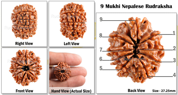9 Mukhi Nepalese Rudraksha - Bead No. 74