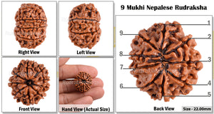 9 Mukhi Nepalese Rudraksha - Bead No. 75