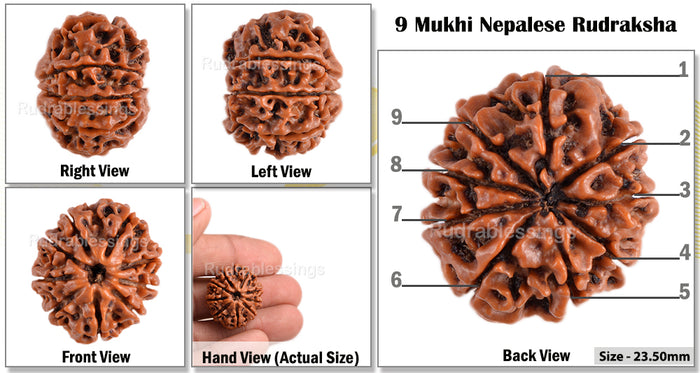 9 Mukhi Nepalese Rudraksha - Bead No. 76