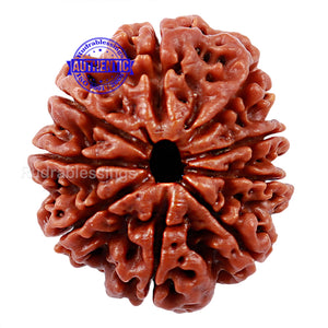 9 Mukhi Nepalese Rudraksha - Bead No. 78