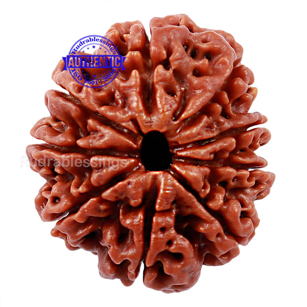 9 Mukhi Nepalese Rudraksha - Bead No. 78