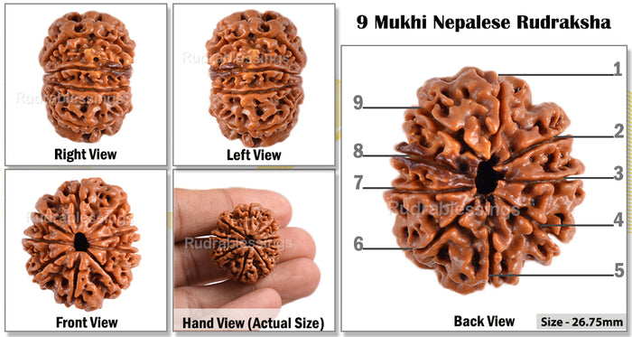 9 Mukhi Nepalese Rudraksha - Bead No. 78