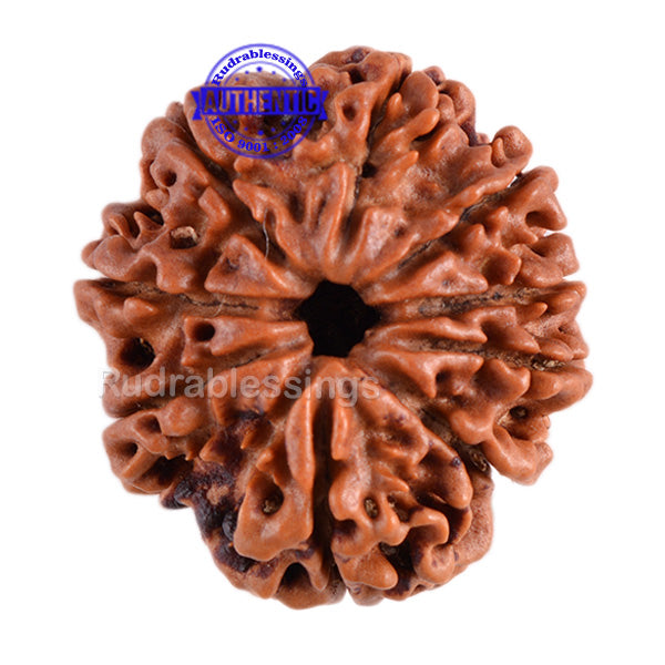 9 Mukhi Nepalese Rudraksha - Bead No. 80