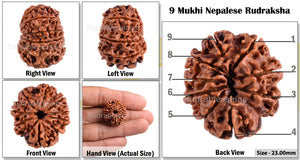 9 Mukhi Nepalese Rudraksha - Bead No. 80