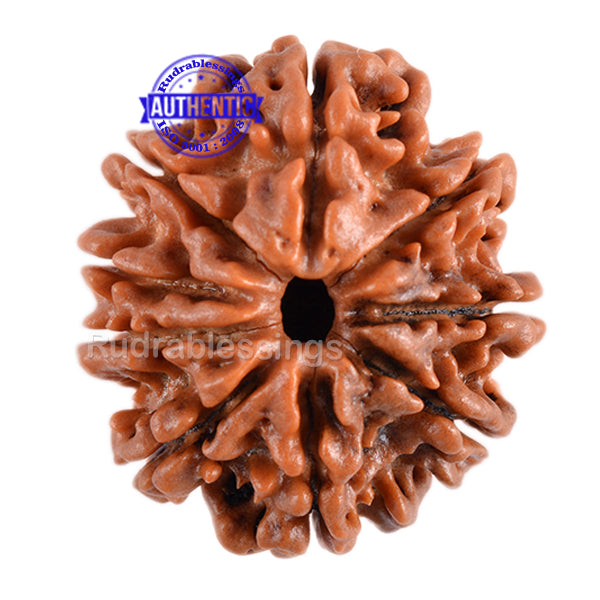 9 Mukhi Nepalese Rudraksha - Bead No. 81