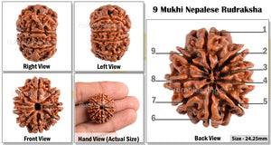 9 Mukhi Nepalese Rudraksha - Bead No. 81