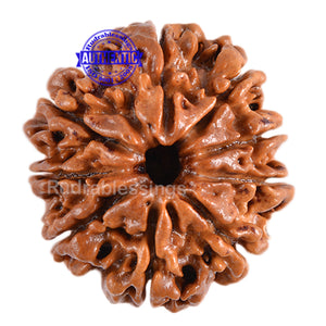 9 Mukhi Nepalese Rudraksha - Bead No. 82