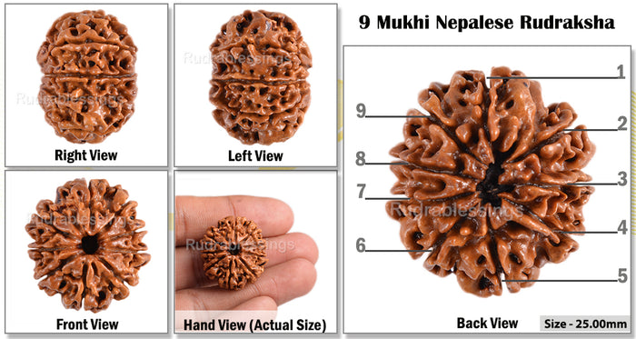 9 Mukhi Nepalese Rudraksha - Bead No. 82
