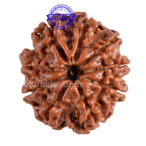 9 Mukhi Nepalese Rudraksha - Bead No. 83