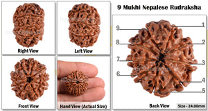 9 Mukhi Nepalese Rudraksha - Bead No. 83