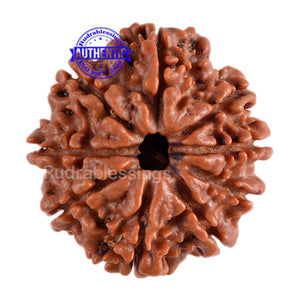 9 Mukhi Nepalese Rudraksha - Bead No. 84