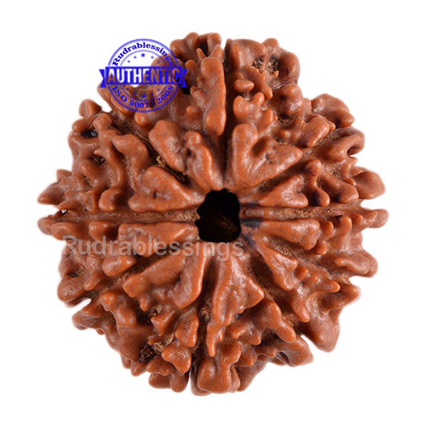9 Mukhi Nepalese Rudraksha - Bead No. 84