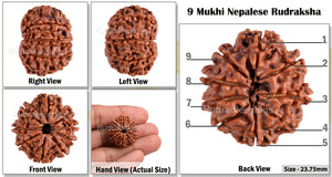 9 Mukhi Nepalese Rudraksha - Bead No. 84