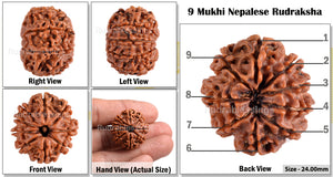 9 Mukhi Nepalese Rudraksha - Bead No. 85