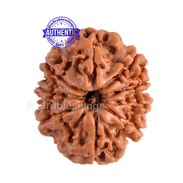 9 Mukhi Nepalese Rudraksha - Bead No. 86